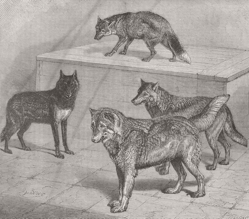WOLVES. Black Wolf (Tibet) ; Antarctic; Arctic; Russian 1873 old antique print